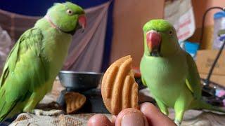 Mujhe v biscuits do || Talking parrot destech