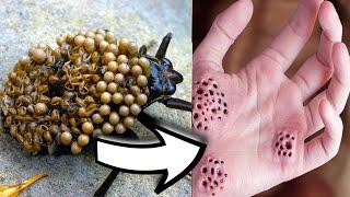 15 Most Dangerous Bugs and Insects