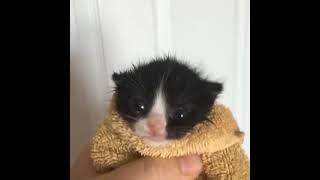 cat in towel meme backwards