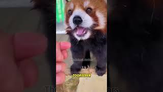 Red Panda Rescued #rescueanimals #animals #panda