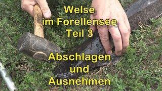 Welsangeln am Forellensee (Teil 3) Abschlagen und Ausnehmen