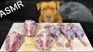 ASMR MUKBANG PITBULL EATING RAW FOOD SHEEP BRAIN QUAIL CHICKEN