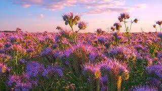 10 HOURS of Birds Chirping and Bees Buzzing - Beautiful Soothing Tunes of Scenic Flower Field