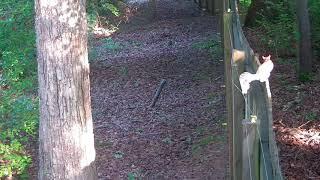 Squirrel vs electric fence