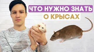 Домашние крысы – что нужно знать перед покупкой? Содержание крысы в домашних условиях