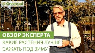 Какие растения лучше сажать под зиму