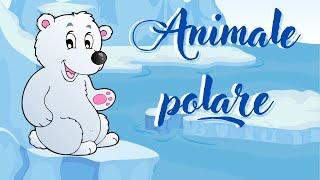 Animale polare ‍️||cunoașterea mediului||animale