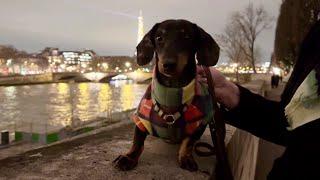 MINI DACHSHUND IS A TOUR GUIDE