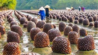 Sea Cucumber Farming - How Chinese Farmers Raise Billions Of Sea Cucumbers - Sea Cucumbers Process