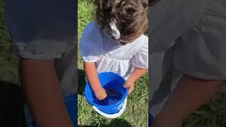 blueberry picking 🫐 #vlog #blasefamilyfarm #texas