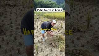 Any other countries harvest rice like this? #shorts