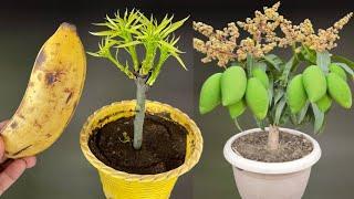 SPECIAL TECHNIQUE-propagating mango trees by branches and leaves combined with bananas as nutrients