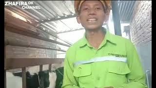 CARA MUDAH DAN CEPAT MENGATASI GUDIK / KUDIS PADA KAMBING