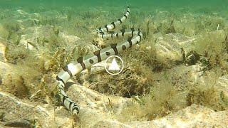 Anguille serpent (Myrichthys colubrinus) de mer rouge en snorkeling