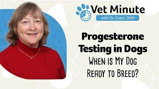 Vet Minute: Progesterone Testing in Dogs