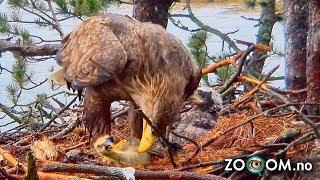 Goose Chick still ALIVE when Eagle's start eating it
