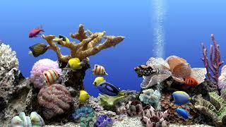 Marine Aquarium Calming Fish Tank | Only Water Sounds For Relaxation and Focus | 4 Hours