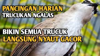 Suara Trucukan Ngalas Memanggil Lawan, Dalam Sekejap Trucuk Apapun Langsung RESPON NYAUT GACOR