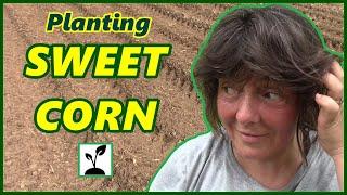 Best Way To Plant Sweet Corn ~ How To Stagger Plant / Grow Corn