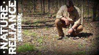 Tracking in Leaf Litter - Animal Tracking, Man Tracking