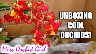 Unboxing some seriously cool Orchids!
