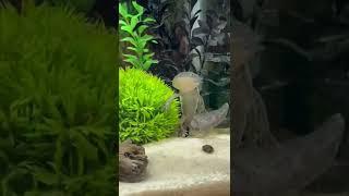 wayne’s pet axolotl (name reveal) #shorts