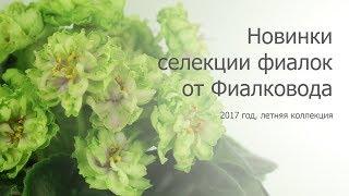 Красивейшие фиалки-новинки от Фиалковода - летняя коллекция 2017 года