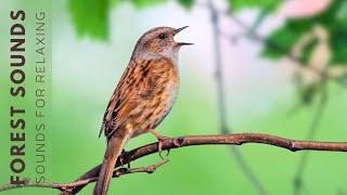 Birds Singing - Early Morning Wild Birds Chirping, Relaxing Bird Sounds Heal Stress, Songbirds