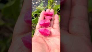 Watermelon radish as a snack #gardening #vegetablegarden #vegetablegardening #fyp #radish