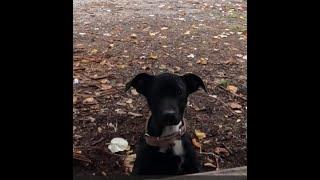 Gas, gusts and a puppy named.....