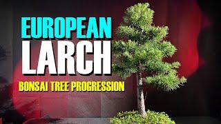 Large European Larch Bonsai Progression