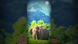 munnar elephant / wild elephant attack on munnar /munnar padayappa elephant phant / arisi kompan