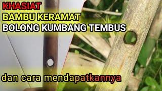 KHASIAT LUAR BIASA BAMBU BOLONG KUMBANG TEMBUS