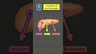  How to Remember the Function of the Pancreas [Endocrine System Hormones]