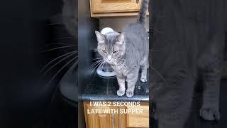 Cat-astrophe dinner is 2 seconds late! #funnycats #meow #catlover #felinefunnies