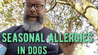 Causes of Seasonal Allergies in Dogs and How To Treat Them