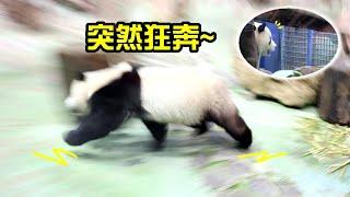 圓寶至網格前看到了探班的彪拔,突然狂奔,滿場跑|Giant Panda Yuan Bao running fast,圆宝,貓熊,大貓熊,大熊貓,彪爸,彪哥|台北動物園|Taipei zoo