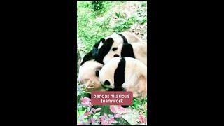 Pandas’ Hilarious Teamwork: Watch Them Toss a Friend in Playful Fun!  #travel #nature #china