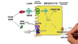 IRON METABOLISM