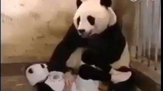 When real panda meets fake panda baby