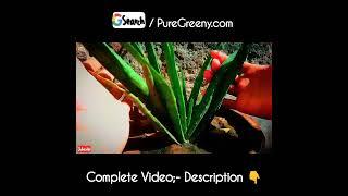 Aloe Vera Plant Winter Care....