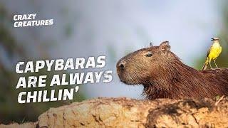 Capybaras, the Largest and ‘Chillest’ Rodents in the World