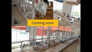 Teaser Al-Qaim Farm Islamabad Complete Fancy Hens Farm With quality of local and imported fancy hen