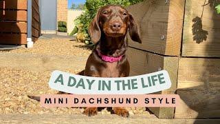 A Day in the Life of a MINI DACHSHUND (Aussie Sausage Dog)