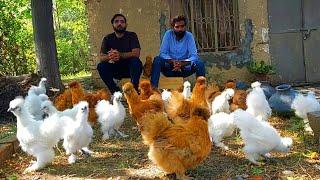 Biggest Silkie Hen Breeding Setup 100% quality Birds In Punjab @HSNEntertainment