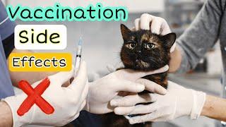 The Truth About Cat Vaccination - What You Need to Know