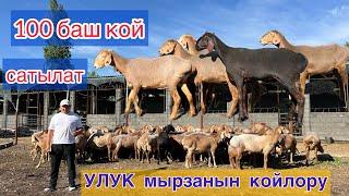 УЛУК мырза 100 баш ургачы кой-козуларды сатыкка чыгарды))  Жаш козулары сонун экен