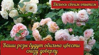 Ваши розы будут обильно цвести по всему побегу снизу доверху. Делюсь своим опытом.