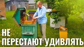 ОТ ЭТИХ ПЧЁЛ ВСЕГО МОЖНО ОЖИДАТЬ. ВИННИ-ПУХ.