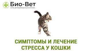 Стресс У Кошки & Симптомы И Лечение Стресса У Кошки. Ветклиника Био-Вет